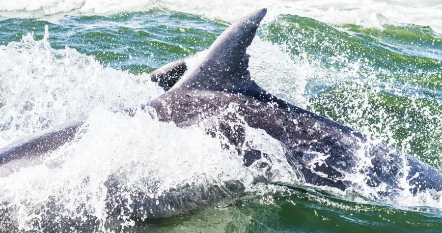 Hafenbild Walvis Bay