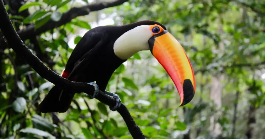 Hafenbild Boca da Valéria (Amazonas)
