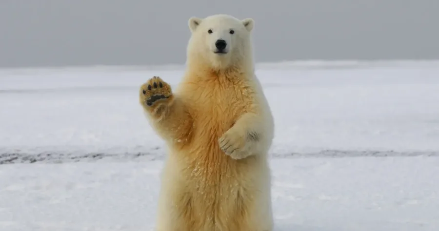 Hafenbild Polarkreisüberquerung