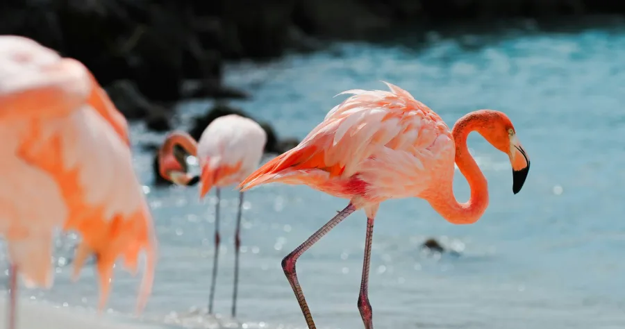 Hafenbild Oranjestad (Aruba)