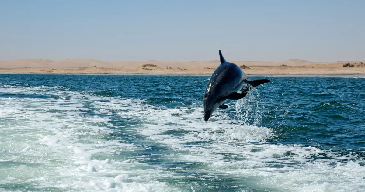 Hafenimpression Walvis Bay