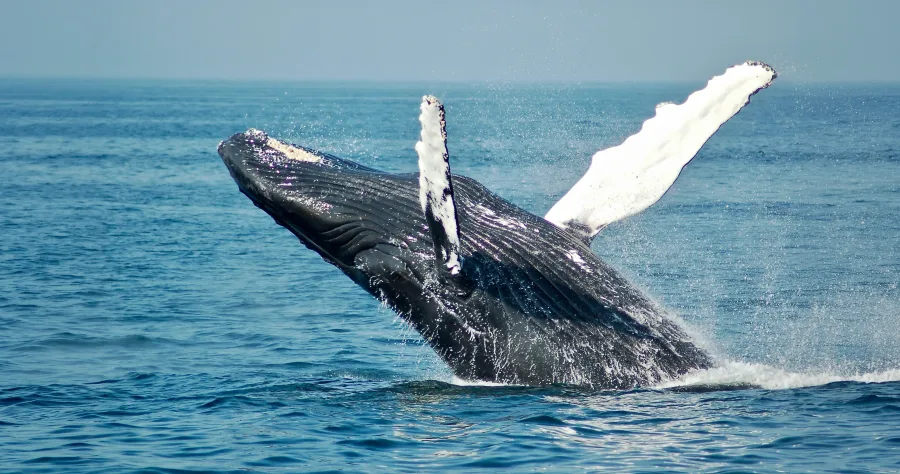 Hafenbild Puerto Madryn